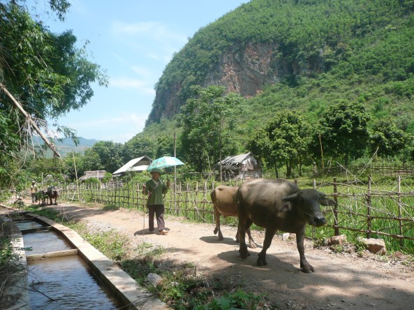 Les animeaux rentrent a cause du chaleur