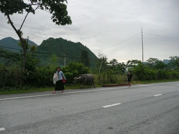 Comment on transporte le bois pour construire des maisons!
