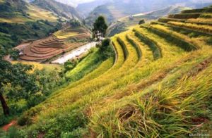 mucangchai mucangchai