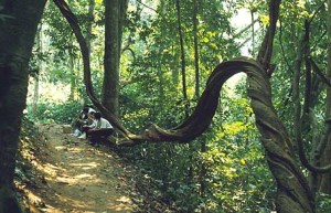 Park national de Cuc Phuong