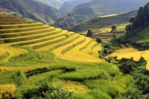 Rizeres en gradins du Nord Ouest Vietnam