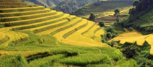 Rizieres en terrasse du Nord-Ouest du Vietnam