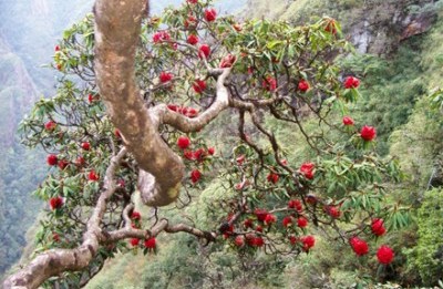 park national de Hoang Lien