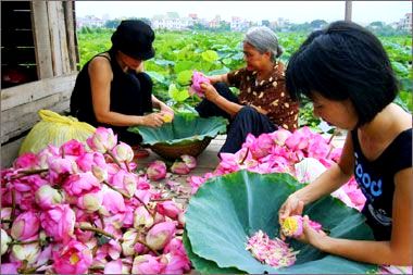 The au lotus vietnam