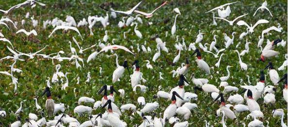 Park national de Tram Chim