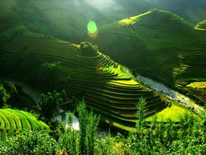 Rizieres en terrasse du Nord-Ouest du Vietnam