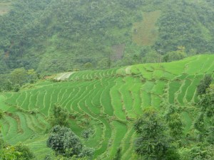 Rizieres en terrasse
