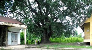 arbre-patrimonial-du-viet-nam