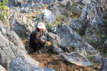 les-paysans-cultivent-des-plantes