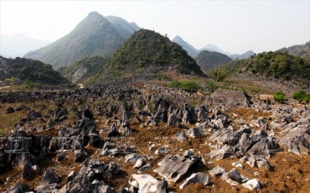 un-coin-du-plateau-karstique-de-tua-chua